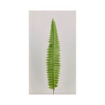 Single Fern Leaf