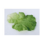 Lettuce leaf