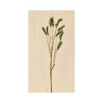 Conifer Stem