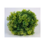Grass Ball