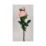 Rose Bush