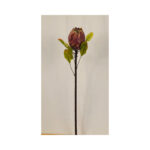 Large Protea