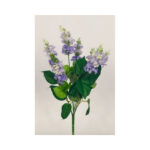 Delphinium Bush - Image 5