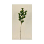Fynbos Bush