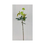 Pin Cushion Flower Bush - Image 2