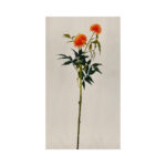 Pin Cushion Flower Bush - Image 6