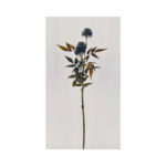 Pin Cushion Flower Bush - Image 5