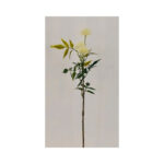 Pin Cushion Flower Bush - Image 4