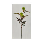 Pin Cushion Flower Bush - Image 3