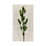 Fynbos Bush