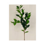 Bay Leaf Bush