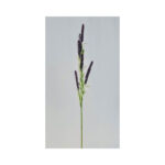Foam Lavender Spray Bush - Image 5