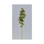 Acorn bush - Image 3