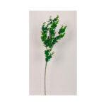 Eucalyptus Bush - Image 2