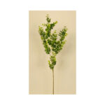 Eucalyptus Bush - Image 4