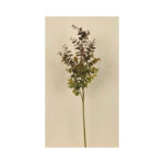 Eucalyptus Bush - Image 3