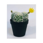 3 Hairy Cactus in A Pot