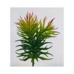 Pine Needle