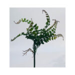 Oval Leaf Bush
