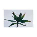 Spiky Leaf
