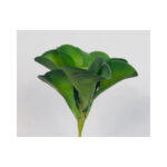 Big Leaf Succulent - Image 2