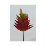 Red Spiked Cactus