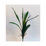 Orchid Leaves With Roots