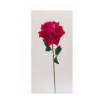 Single Rose