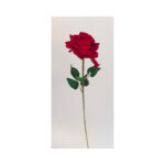 Single Rose - Image 4