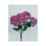 Hydrangea Bush - Image 4