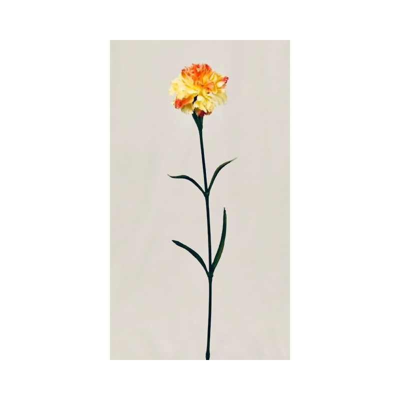 SIL42F-01 Carnation - Image 1