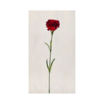 Carnation - Image 3