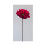 Mini Gerbera - Image 2