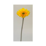 Mini Gerbera - Image 4