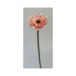 Mini Gerbera - Image 3