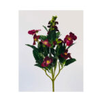 Pansy Bush - Image 4