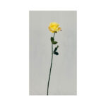Parfait Rose - Image 2