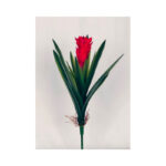 Cactus With Long Leaves And Roots