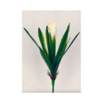Cactus With Long Leaves And Roots - Image 2
