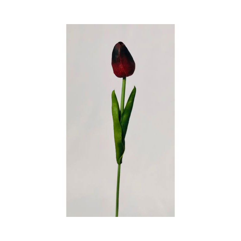 SIL42X-01 Tulip - Image 1