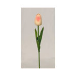 Tulip - Image 8