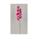 Orchid