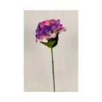 Hydrangea