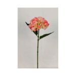 Hydrangea - Image 2