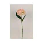 Hydrangea - Image 5