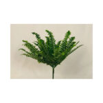 Sword Fern