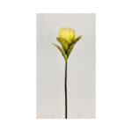 Protea - Image 2
