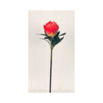 Protea - Image 3