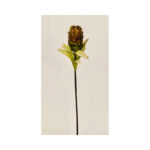 Closed Protea
