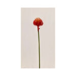 Pin Cushion Protea